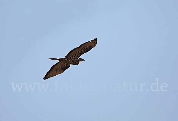 Wespenbussard (Pernis apivorus)