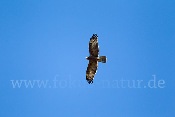 Wespenbussard (Pernis apivorus)