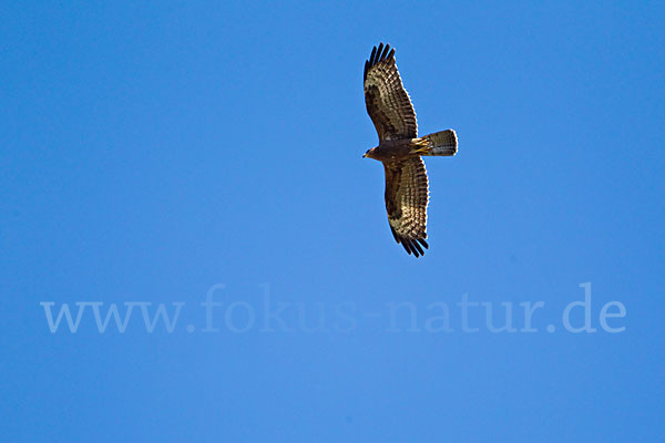 Wespenbussard (Pernis apivorus)