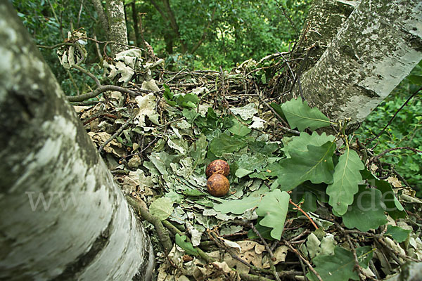 Wespenbussard (Pernis apivorus)