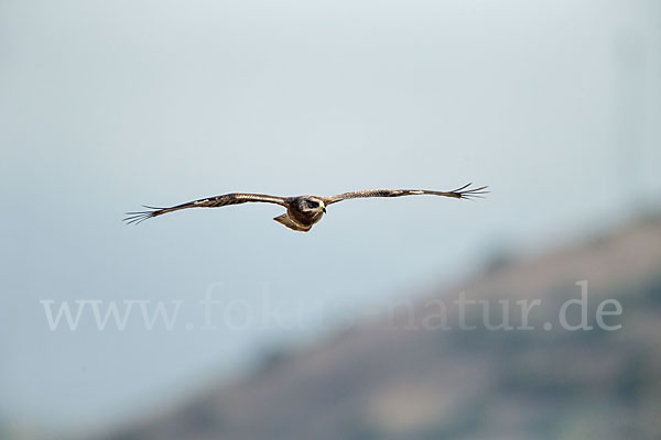 Wespenbussard (Pernis apivorus)