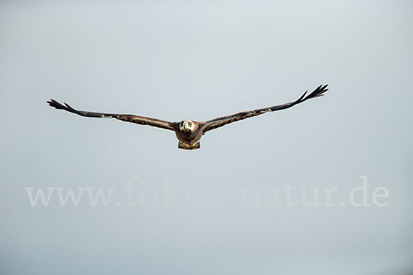 Wespenbussard (Pernis apivorus)