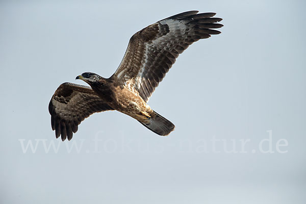 Wespenbussard (Pernis apivorus)