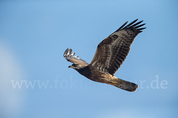 Wespenbussard (Pernis apivorus)