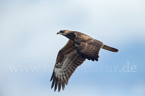 Wespenbussard (Pernis apivorus)