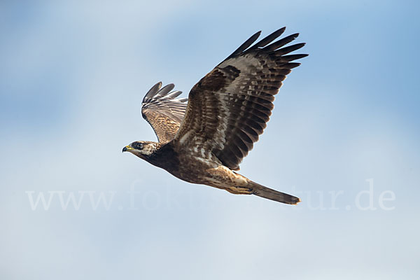 Wespenbussard (Pernis apivorus)