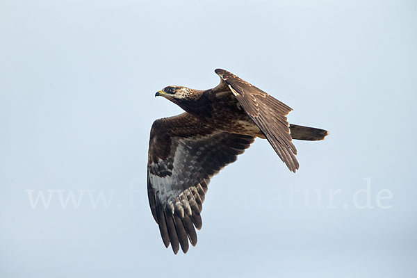 Wespenbussard (Pernis apivorus)