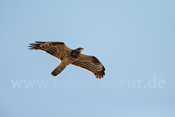 Wespenbussard (Pernis apivorus)