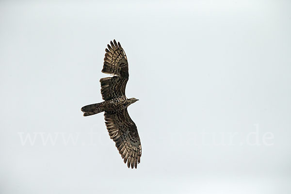 Wespenbussard (Pernis apivorus)