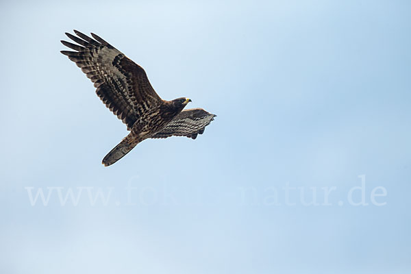 Wespenbussard (Pernis apivorus)