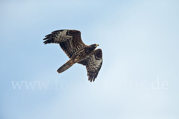 Wespenbussard (Pernis apivorus)