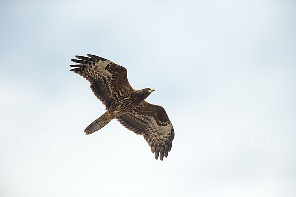 Wespenbussard (Pernis apivorus)