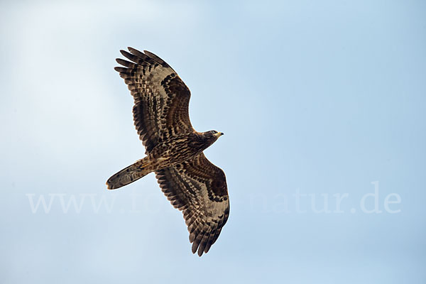 Wespenbussard (Pernis apivorus)