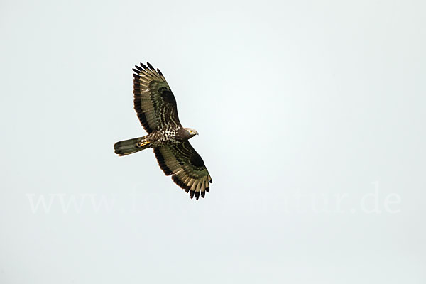 Wespenbussard (Pernis apivorus)