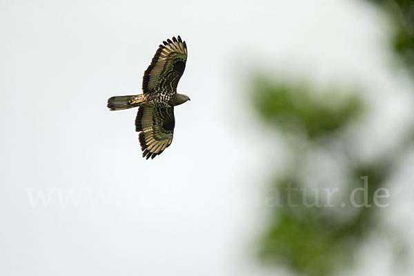 Wespenbussard (Pernis apivorus)