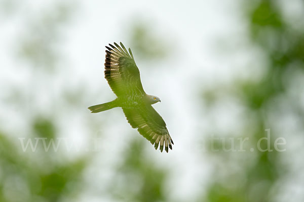 Wespenbussard (Pernis apivorus)