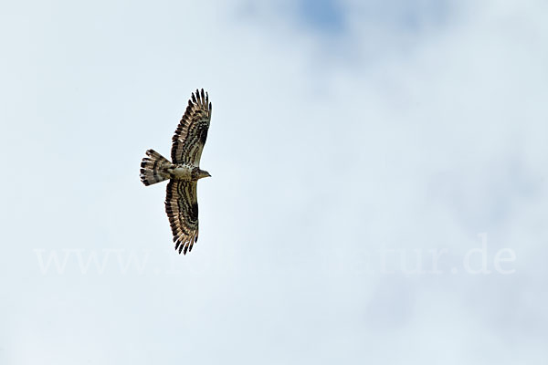 Wespenbussard (Pernis apivorus)