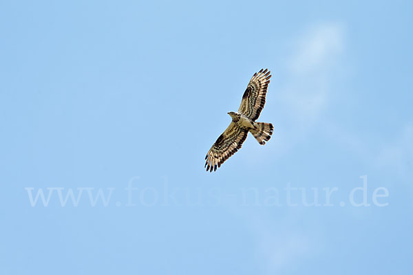 Wespenbussard (Pernis apivorus)