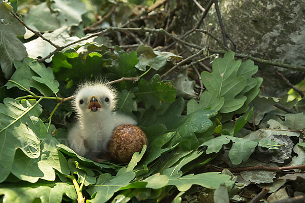 Wespenbussard (Pernis apivorus)