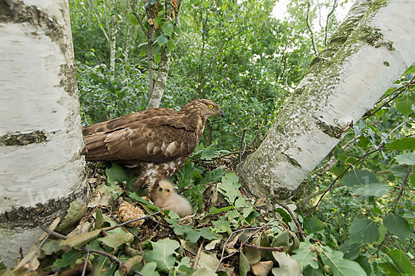 Wespenbussard (Pernis apivorus)