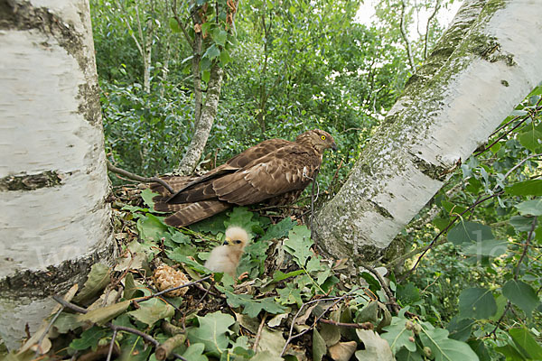 Wespenbussard (Pernis apivorus)