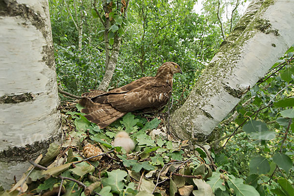 Wespenbussard (Pernis apivorus)