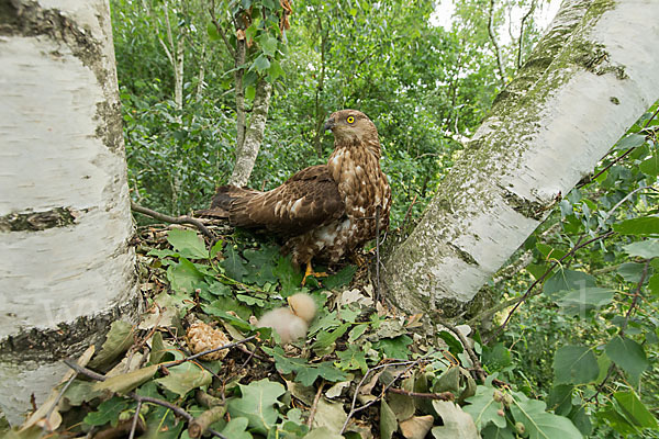 Wespenbussard (Pernis apivorus)