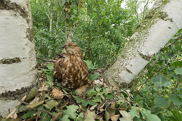 Wespenbussard (Pernis apivorus)