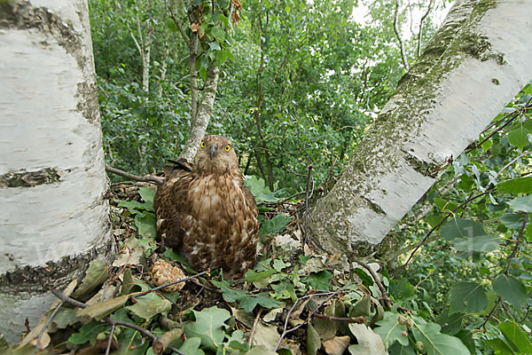 Wespenbussard (Pernis apivorus)