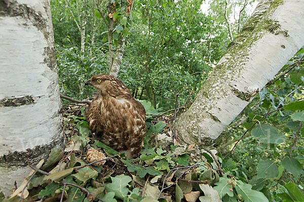 Wespenbussard (Pernis apivorus)