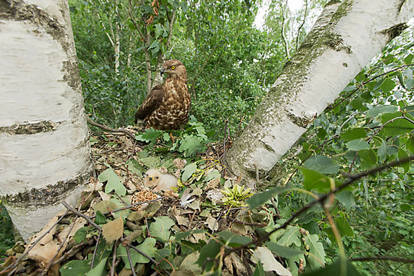 Wespenbussard (Pernis apivorus)