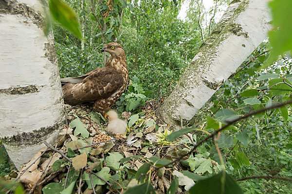 Wespenbussard (Pernis apivorus)