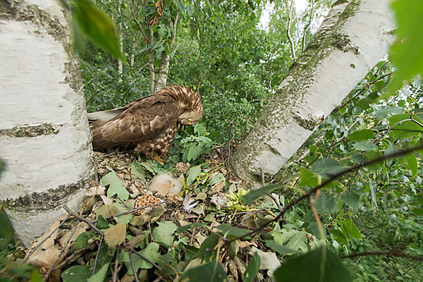 Wespenbussard (Pernis apivorus)