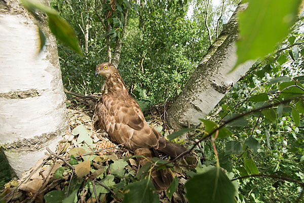 Wespenbussard (Pernis apivorus)