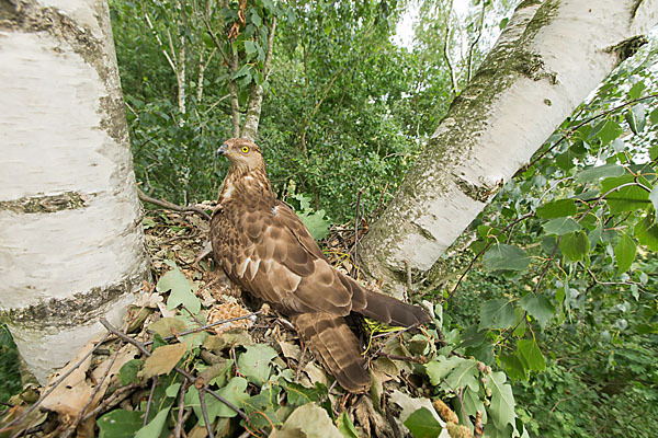 Wespenbussard (Pernis apivorus)