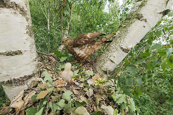 Wespenbussard (Pernis apivorus)