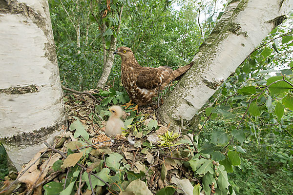 Wespenbussard (Pernis apivorus)