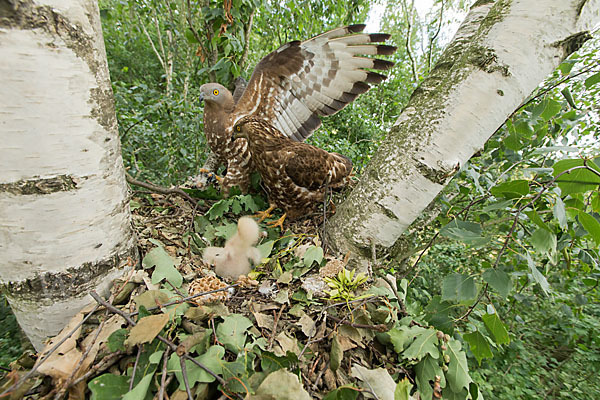 Wespenbussard (Pernis apivorus)