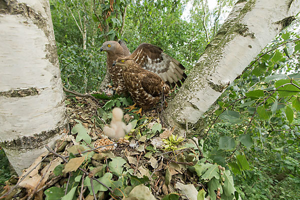 Wespenbussard (Pernis apivorus)