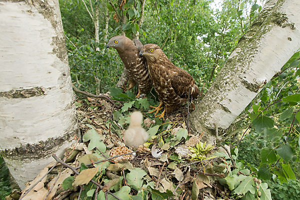 Wespenbussard (Pernis apivorus)