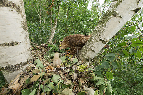 Wespenbussard (Pernis apivorus)