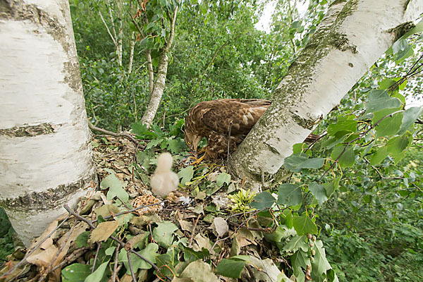 Wespenbussard (Pernis apivorus)