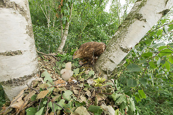 Wespenbussard (Pernis apivorus)