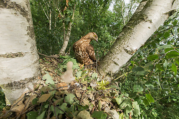 Wespenbussard (Pernis apivorus)