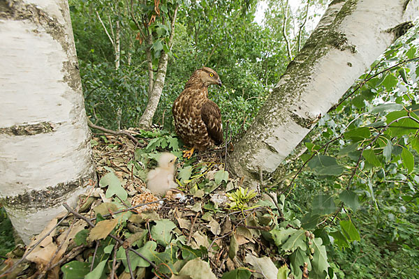 Wespenbussard (Pernis apivorus)