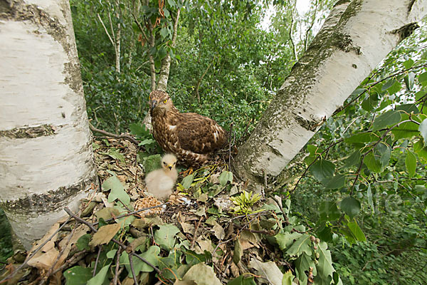 Wespenbussard (Pernis apivorus)