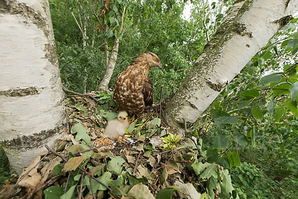 Wespenbussard (Pernis apivorus)