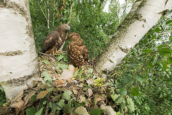 Wespenbussard (Pernis apivorus)