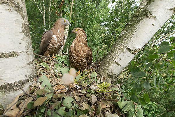 Wespenbussard (Pernis apivorus)