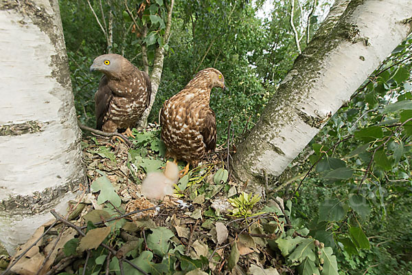 Wespenbussard (Pernis apivorus)